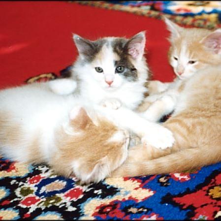 Meine Katzen (12)