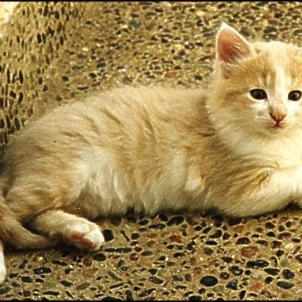 Meine Katzen (16)