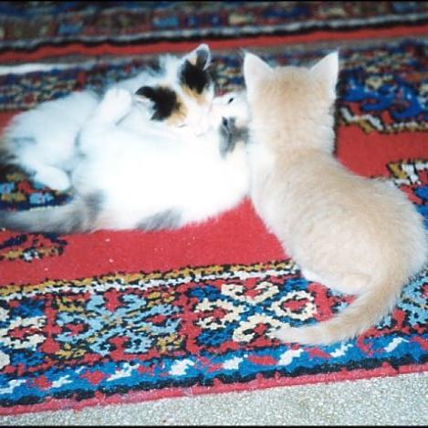 Meine Katzen (21)