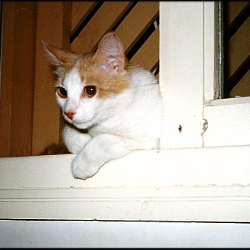 Meine Katzen (25)