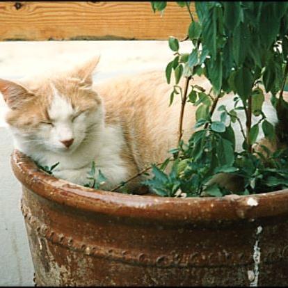 Meine Katzen (27)