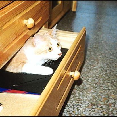 Meine Katzen (28)