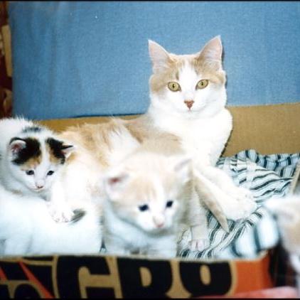 Meine Katzen (30)