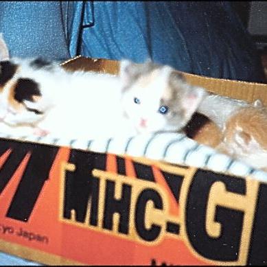 Meine Katzen (31)
